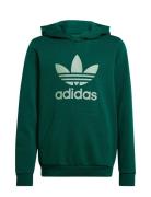 Adidas Originals Trefoil Hoodie Grön